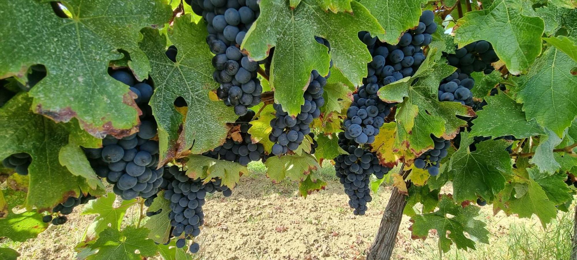 Appartamento Château Neuf Le Désert Le Pizou Esterno foto